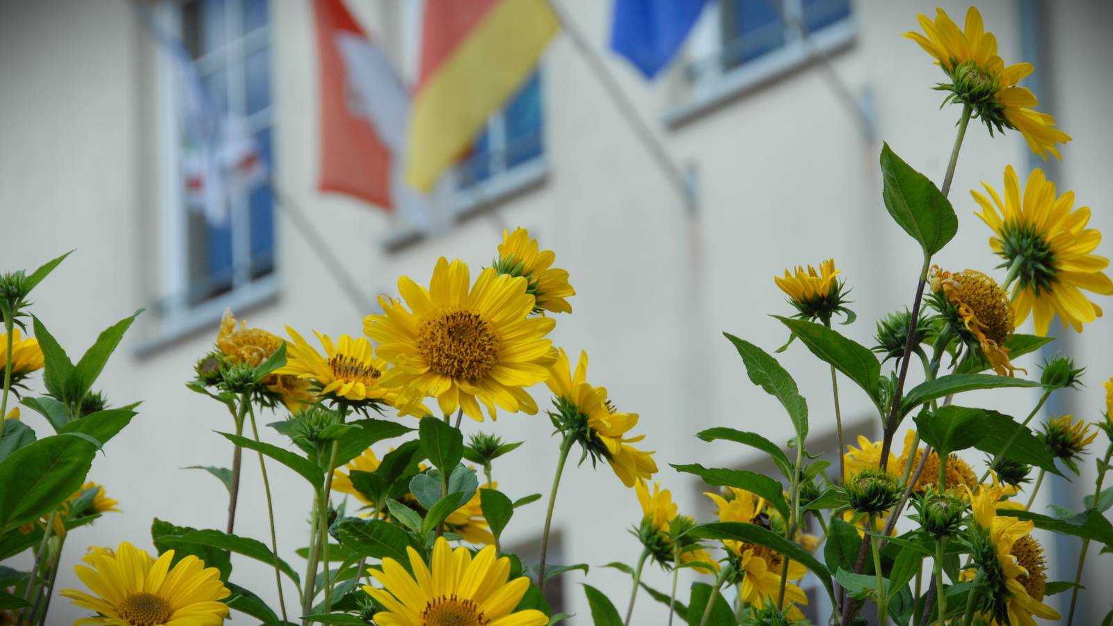 Süper summer in the Doppeldorf