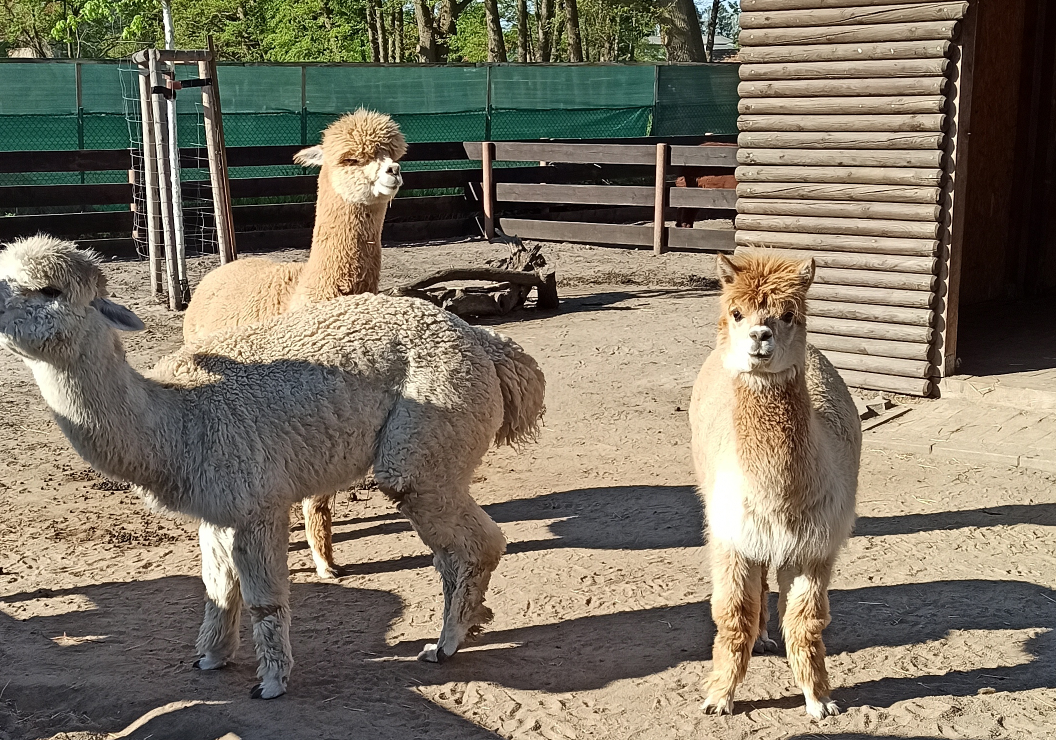 Alpakas auf dem Kinderbauernhof Mümmelmann Alpakas auf dem Kinderbauernhof Mümmelmann
